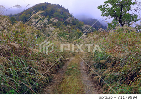 ススキが繁茂した林道　福島県金山町 71179994