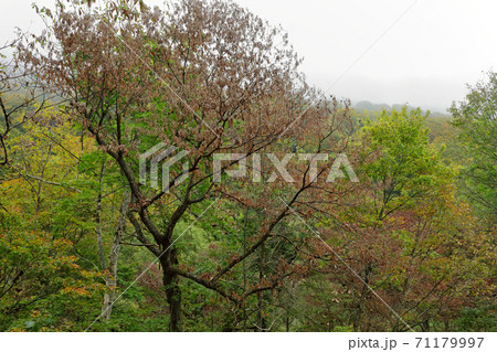 コナラのナラ枯れ被害－滝沢川沿い　福島県金山町 71179997