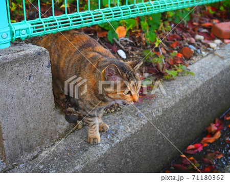 野生のネコ 野生のネコ 71180362