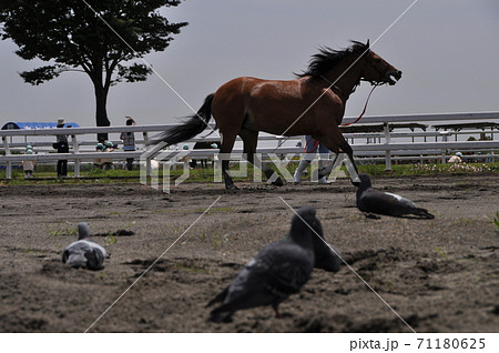 駆ける馬 駆ける馬 71180625
