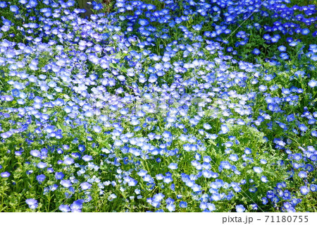 花　ネモフィラ ／ 瑠璃唐草　あしかがフラワーパーク （栃木県 足利市） 71180755