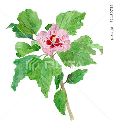 Hibiscus Syriacus ムクゲのイラスト素材