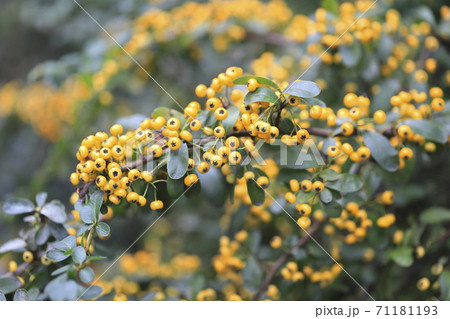 黄色いピラカンサ(ピラカンサス)の実 黄色いピラカンサ(ピラカンサス)の実 71181193