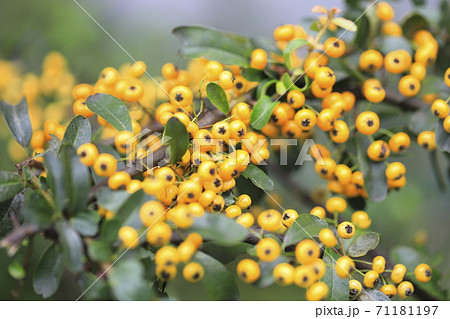 黄色いピラカンサ（ピラカンサス）の実 71181197