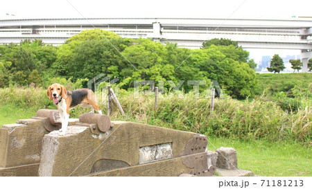 お台場の公園でスマイル お台場の公園でスマイル 71181213