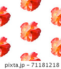 Seamless pattern with roses isolated on a white background in hard light from behind from above 71181218