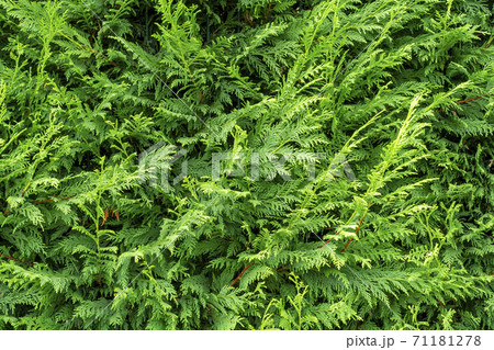 Cedar hedge texture. Beautiful green branches of thuja close up Cedar hedge texture. Beautiful green branches of thuja close up 71181278