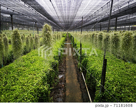 Growing spanish moss tree hanging in pot at green at Thailand farm. Nursery spanish moss	 71181608