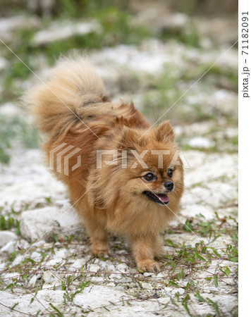 pomeranian in nature pomeranian in nature 71182091