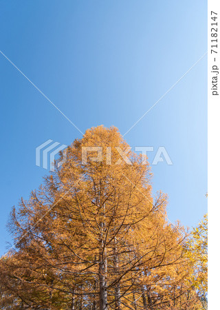 有峰の紅葉 有峰の紅葉 71182147
