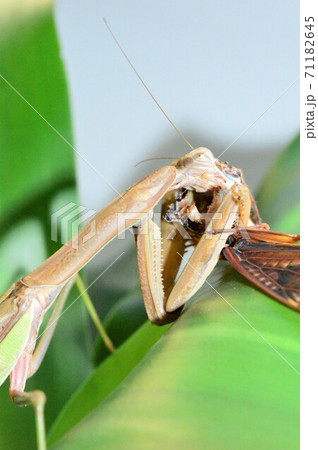 オオカマキリのメスがアブラゼミを捕食中 葉の上で白背景の写真素材