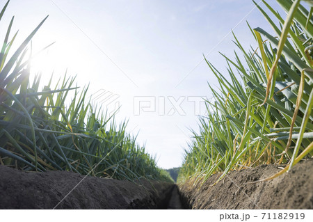 葱畑　ネギ畑イメージ 71182919