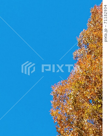 青空と紅葉 71182934
