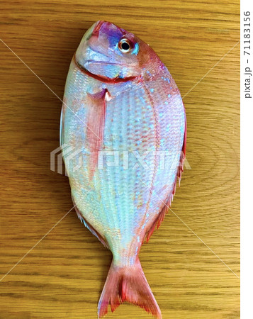 チダイ。魚と綺麗な鱗。 チダイ。魚と綺麗な鱗。 71183156