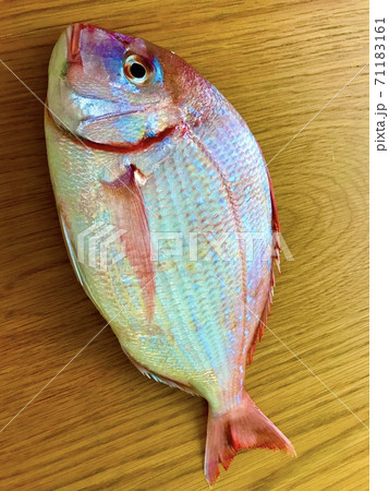 ちだい。魚。ウロコ。 ちだい。魚。ウロコ。 71183161