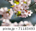 満開の春の桜 71183493