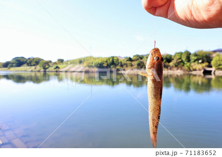 秋のハゼ釣り 秋のハゼ釣り 71183652