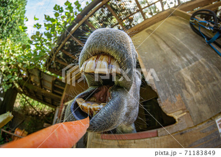 にんじんを食べる馬の写真素材