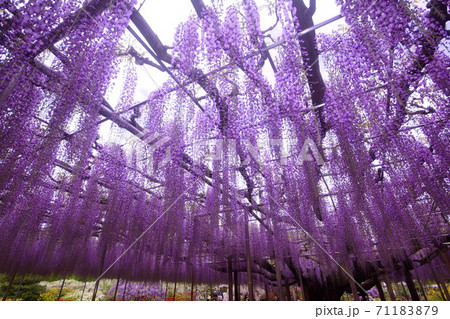 藤の花/フジの花 大藤棚 紫藤 (栃木県 足利市) 2019年4月 藤の花/フジの花 大藤棚 紫藤 (栃木県 足利市) 2019年4月 71183879