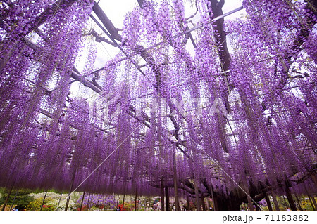 藤の花 フジの花 大藤棚 紫藤 栃木県 足利市 19年4月の写真素材 7118