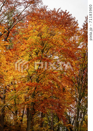 Group of Beech Trees in Autumn in Italian Alps - Trentino-Alto Adige 71183960