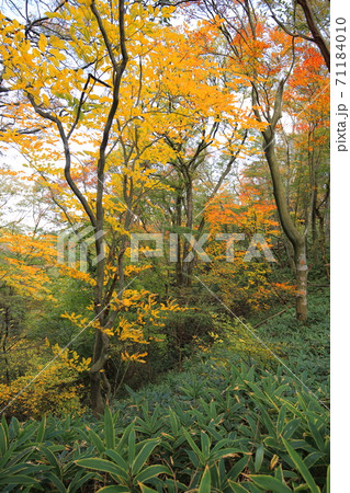 和泉葛城山紅葉 71184010