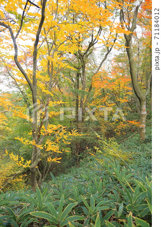 和泉葛城山紅葉 71184012