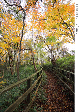 和泉葛城山紅葉 71184013
