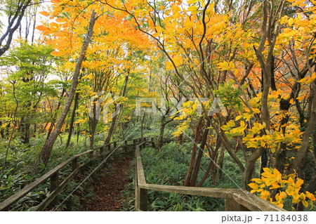 和泉葛城山紅葉 71184038