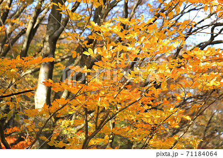 和泉葛城山紅葉の写真素材