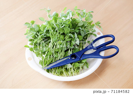 豆苗の再収穫 71184582