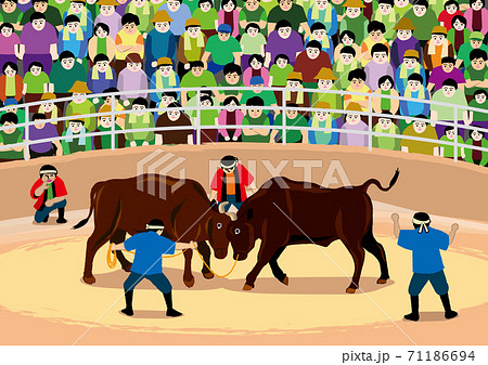 日本の闘牛 71186694