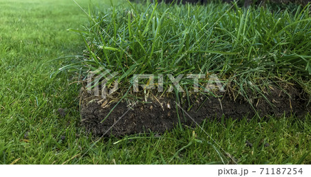 Roll of lawn grass for landscape close-up in profile, cut Roll of lawn grass for landscape close-up in profile, cut 71187254