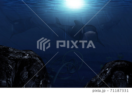 3d orca underwater 71187331