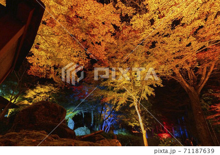 紅葉のライトアップ 天守閣自然公園 仙台市太白区 紅葉のライトアップ 天守閣自然公園 仙台市太白区 71187639