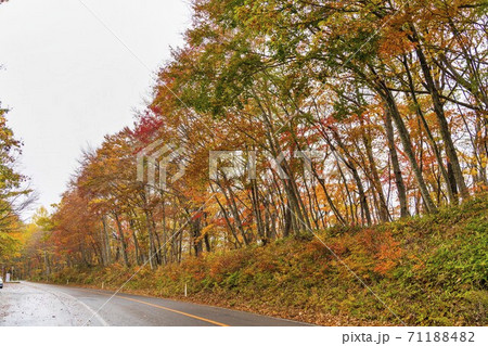 あられが降る蔵王エコーラインの紅葉　宮城県蔵王町 71188482