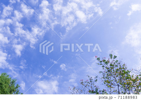 秋の空に映える萩の花 71188983