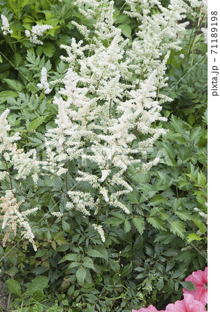 Astilbe flowers in a garden 71189198