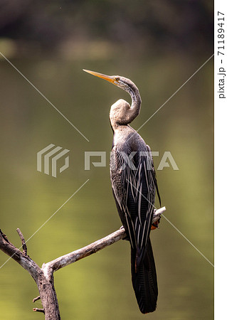 Oriental darter or Indian darter closeup basking in sun at keoladeo ghana national park or bharatpur bird sanctuary bharatpur rajasthan india - anhinga melanogaster Oriental darter or Indian darter closeup basking in sun at keoladeo ghana national park or bharatpur bird sanctuary bharatpur rajasthan india - anhinga melanogaster 71189417