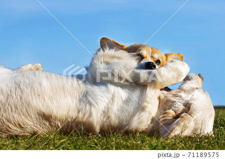 Welsh Corgi Pembroke and Golden Retriever playing in the garden on green grass. Dods have fun 71189575