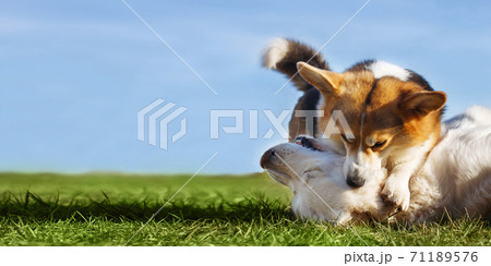 Welsh Corgi Pembroke and Golden Retriever playing in the garden on green grass. Dods have fun 71189576
