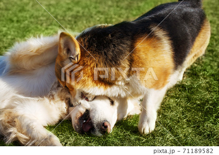 Welsh Corgi Pembroke and Golden Retriever playing in the garden on grass. Dods have fun Welsh Corgi Pembroke and Golden Retriever playing in the garden on grass. Dods have fun 71189582