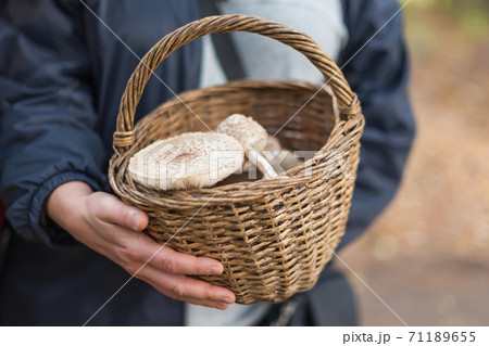 Freshly picked wild mushrooms from the local forest. Woman holding a wicker basket with edible mushrooms. Delicious organic mushrooms for cooking. Macrolepiota procera, the parasol mushroom 71189655