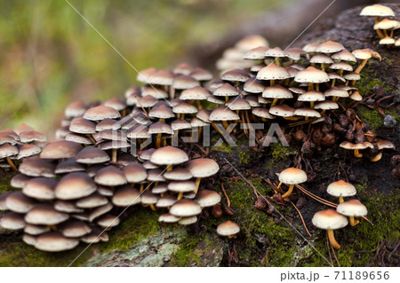 Enokitake mushroom, enoki, futu, seafood mushroom, growing edible gourmet and medicinal fungi on trees. Fungi growing in autumn pine forest, surrounded by green moss and fallen leaves. Soft focus. 71189656