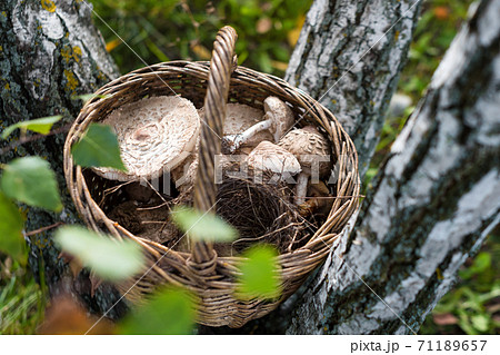 Freshly picked wild mushrooms from the local forest. Delicious organic edible mushrooms in a wicker basket on a green grass between birch trunks. Macrolepiota procera, the parasol mushroom 71189657