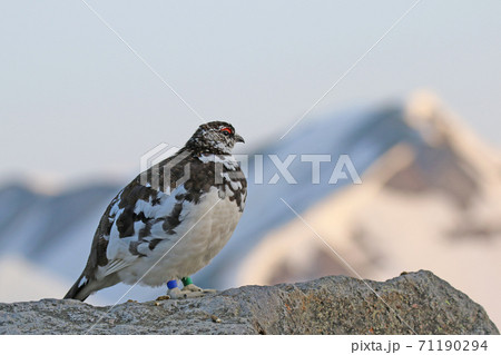 北アルプスと雷鳥 71190294