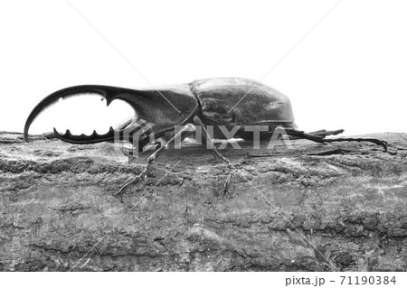 ヘラクレスヘラクレス 71190384