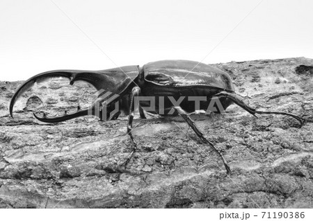 ヘラクレスヘラクレス 71190386