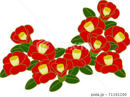 椿の花のイラスト素材 [71191200] - PIXTA