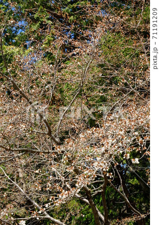 桜と桧　【相模原市津久井　4月】 71191209